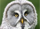 3 Great Grey Owl.jpg